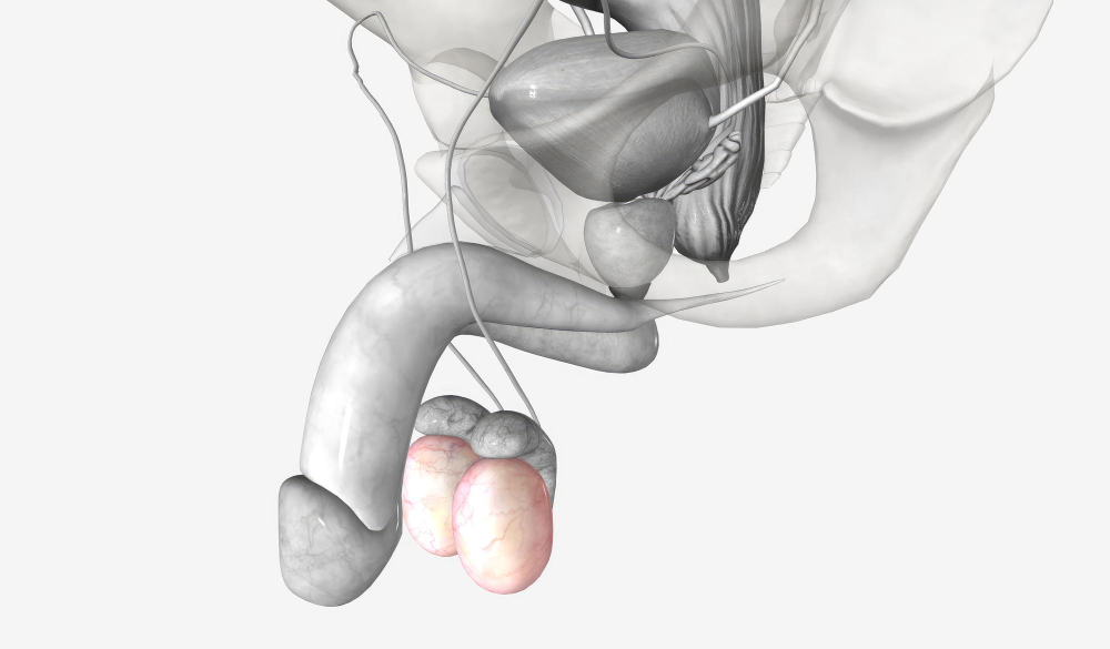 احتقان القضيب: الأعراض، الأسباب، وطرق العلاج
