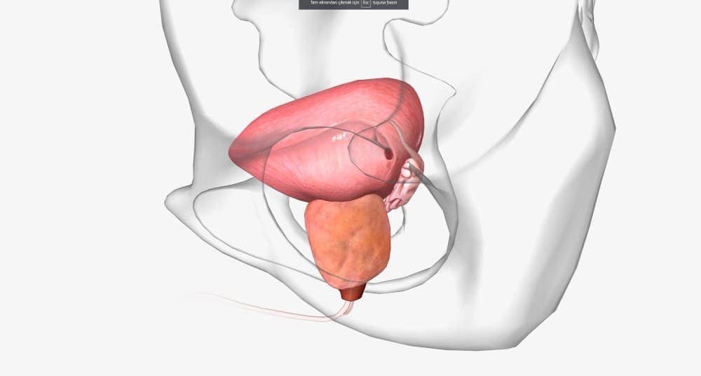 How Long Does Prostate Artery Embolization Last?